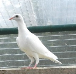 tauben-15juni-007
