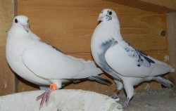 Enk. Leeuw